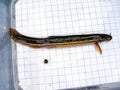 Fish Weather loach (Misgurnus fossilis) on the background of a 5 mm measurement grid. Ichthyology research.