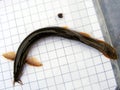 Fish Weather loach (Misgurnus fossilis) on the background of a 5 mm measurement grid. Ichthyology research. Royalty Free Stock Photo