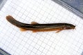 Fish Weather loach (Misgurnus fossilis) on the background of a 5 mm measurement grid. Ichthyology research. Royalty Free Stock Photo