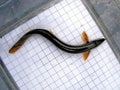 Fish Weather loach (Misgurnus fossilis) on the background of a 5 mm measurement grid. Ichthyology research. Royalty Free Stock Photo