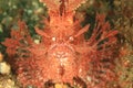 Fish - weedy scorpionfish