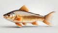 fish on white background Fish carp with scales. Raw river fish. Fresh goldfish, side view. Isolated on white background Royalty Free Stock Photo