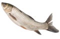 Fish on a white background