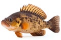 Fish on a white background, Isolation, shallow DOF