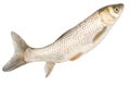 Fish on a white background Royalty Free Stock Photo