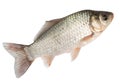 Fish on a white background Royalty Free Stock Photo