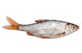 Fish on a white background Royalty Free Stock Photo