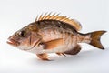 Fish on White Background Royalty Free Stock Photo