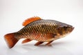 Fish on White Background Royalty Free Stock Photo