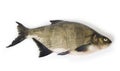 Fish on white background. Royalty Free Stock Photo