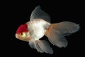 Fish. White Oranda Goldfish with red head on black background