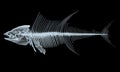 Fish x-ray skeletons isolated on black background