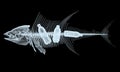 Fish x-ray skeletons with plastic bottles inside