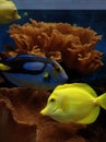 fish yellow blue underwater nature coral water aquarium aqua photo photography