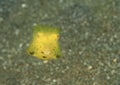 Fish - Yellow boxfish - juvenile Royalty Free Stock Photo