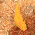 Fish - Yellow coralgoby Royalty Free Stock Photo