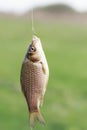 Fish of yellow crucian carp hanging on a hook caught Royalty Free Stock Photo