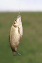 Fish of yellow crucian carp hanging on a hook caught Royalty Free Stock Photo