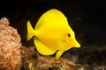 Fish. The yellow fish drifts among corals at the aquarium Royalty Free Stock Photo