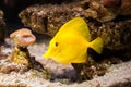 Fish. The yellow fish drifts among corals at the aquarium Royalty Free Stock Photo