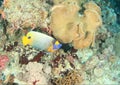 Fish - Yellow-mask angelfish Royalty Free Stock Photo