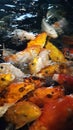 Fish yellow and orange being fed in a tank