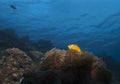 The fish in yellowish orange tones in the corals in the Maldives, as if the sky is swimming Royalty Free Stock Photo