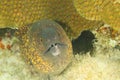 Fish - Yellowmargin moray
