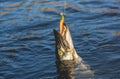 Fish Zander caught on hook in a freshwater pond. Royalty Free Stock Photo