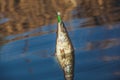 Fish Zander caught on a hook Royalty Free Stock Photo