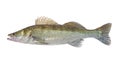 Fish Zander or Pike Perch Fish, isolated on a white background Royalty Free Stock Photo