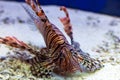 Fish zebra lionfish in the aquarium