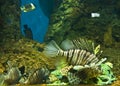Fish-zebra (Pterois volitans) Royalty Free Stock Photo