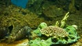 Fish-zebra (Pterois volitans) and corals Royalty Free Stock Photo