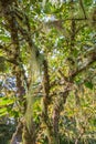 Fishbone beard lichen growing on the tree branches Royalty Free Stock Photo