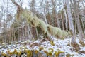 Fishbone beard lichen Royalty Free Stock Photo