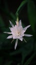 Fishbone cactus flower, image for mobile phone screen, display, wallpaper, screensaver, lock screen and background Royalty Free Stock Photo