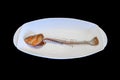 fishbone after dinner in white plate isolated background.