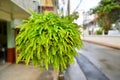 Fishbone Fern Hanging for decoration