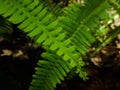 Fishbone fern leaf Royalty Free Stock Photo