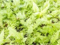 Fishbone fern Royalty Free Stock Photo