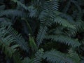 fishbone fern (Nephrolepis cordifolia) or tuberous sword fern in the forest