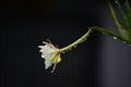 Beautiful fishbone cactus Epiphyllum oxypetalum