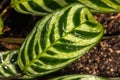 Fishbone Prayer Plant