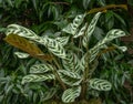 Fishbone prayer plant Ctenanthe burle-marxii, skeletal pattern leaves