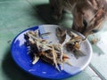 Fishbones and cat