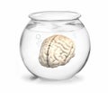 Fishbowl with brain inside Royalty Free Stock Photo