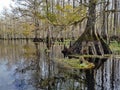 Fisheating Creek near Palmdale, Florida.