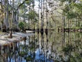 Fisheating Creek near Palmdale, Florida. Royalty Free Stock Photo