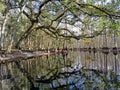 Fisheating Creek near Palmdale, Florida.